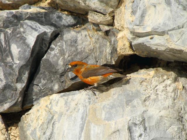 NAVARRO PIRINEO BIRD (SPAIN)-AVES DEL PIRINEO NAVARRO(ESPAÑA)