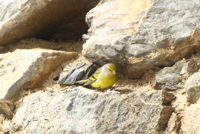 NAVARRO PIRINEO BIRD (SPAIN)-AVES DEL PIRINEO NAVARRO(ESPAÑA)