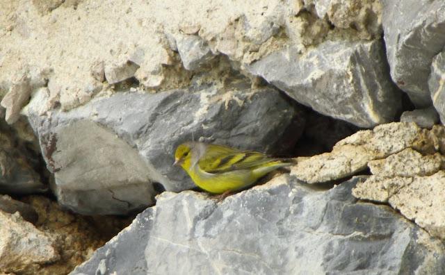 NAVARRO PIRINEO BIRD (SPAIN)-AVES DEL PIRINEO NAVARRO(ESPAÑA)