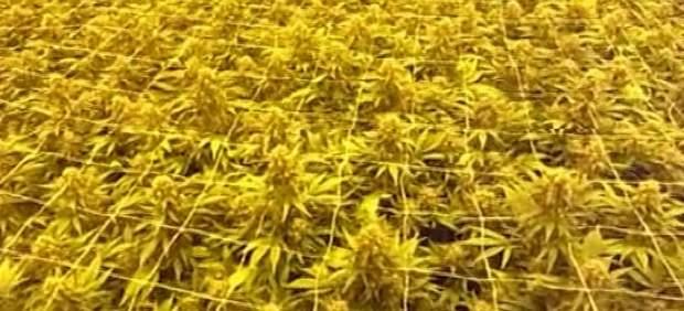 Detenidas 21 personas por tráfico de marihuana a gran escala entre España y Holanda