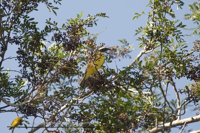Benteveo mediano (Vermilion-crowned Flycatcher)