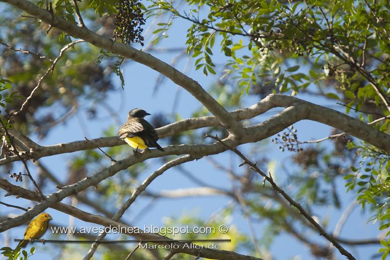 Benteveo mediano (Vermilion-crowned Flycatcher)