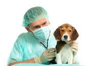 Enfermedades comunes de los perros