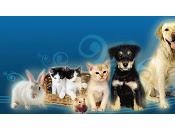 Animales mascotas