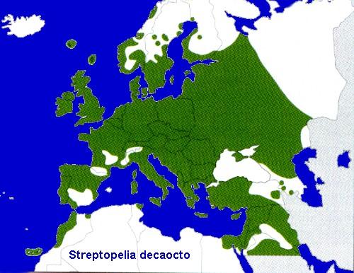 Tórtolas turcas enceladas