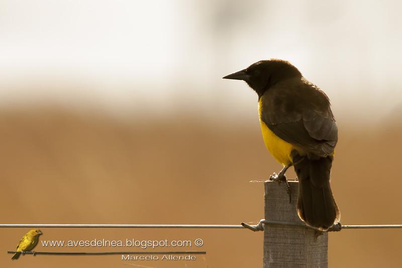 Pecho amarillo grande (Yellow-rumped Marshbird)