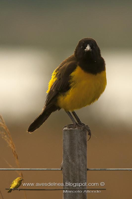 Pecho amarillo grande (Yellow-rumped Marshbird)