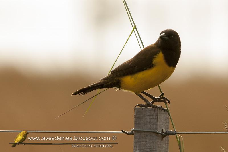 Pecho amarillo grande (Yellow-rumped Marshbird)