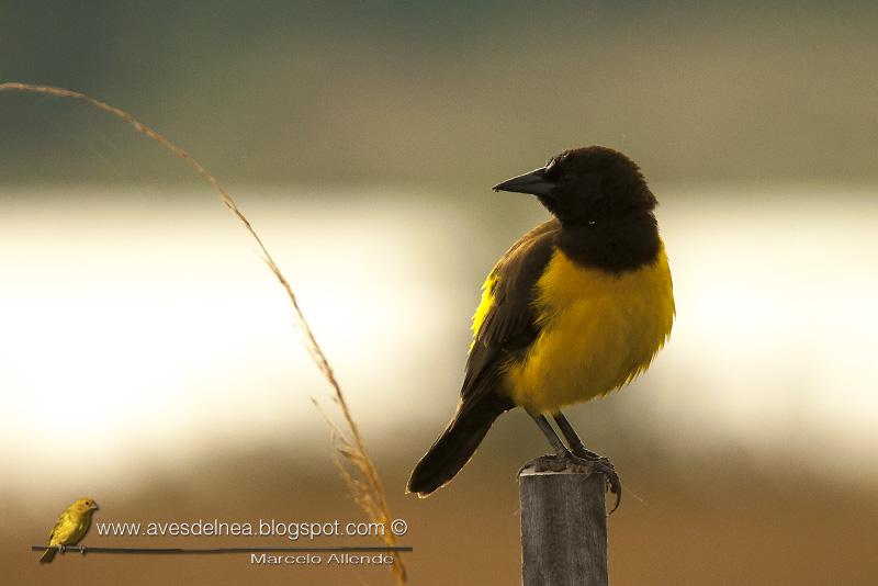 Pecho amarillo grande (Yellow-rumped Marshbird)