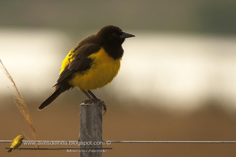 Pecho amarillo grande (Yellow-rumped Marshbird)