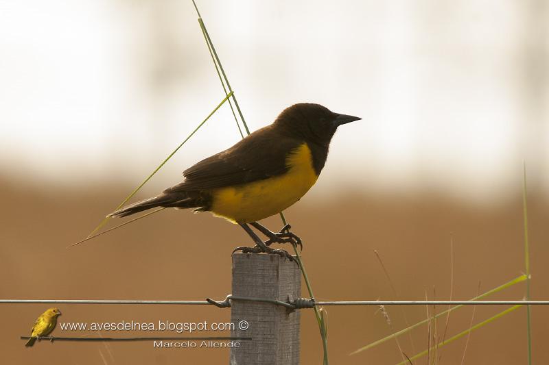 Pecho amarillo grande (Yellow-rumped Marshbird)