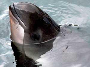 marsopa en el río Elba