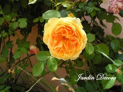 rosal-de-color-amarillo-molineux