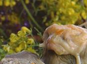 Corazones alcachofa gratinados bechamel calabacín