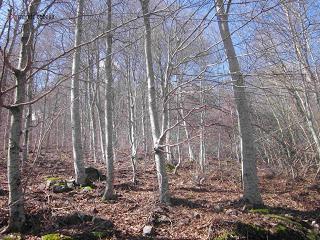 Hayedo de Peña Roya, Moncayo