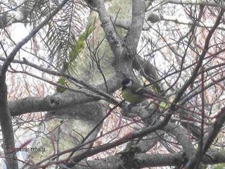 Carbonero, El Moncayo