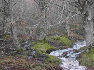 Riachuelo, fruto del deshielo, en El Moncayo