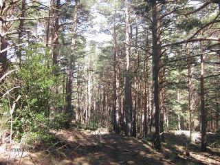 Pinar, en El Moncayo