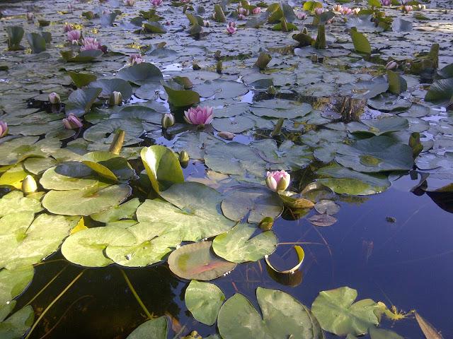 Picnic urbano, ¿moda o realidad?