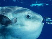 Mola mola, "luna viviente"