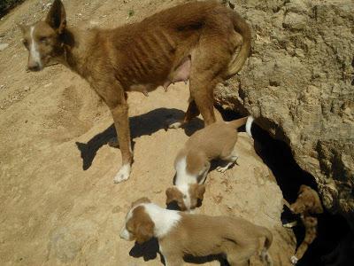 Cachorros con mamá podenca en la montaña. (Valencia)