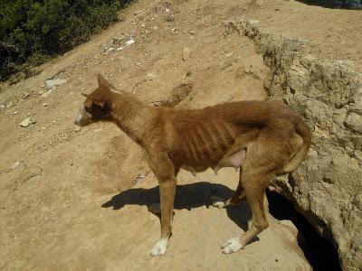 Cachorros con mamá podenca en la montaña. (Valencia)