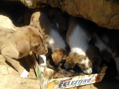 Cachorros con mamá podenca en la montaña. (Valencia)