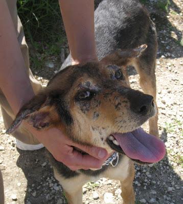 POR FAVOR, ACOGIDA URGENTE PARA KENY!! TIENE LEISHMANIA CUTÁNEA Y NECESITA CUIDADOS ESPECIALES.