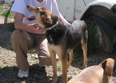 POR FAVOR, ACOGIDA URGENTE PARA KENY!! TIENE LEISHMANIA CUTÁNEA Y NECESITA CUIDADOS ESPECIALES.
