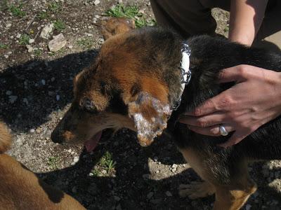 POR FAVOR, ACOGIDA URGENTE PARA KENY!! TIENE LEISHMANIA CUTÁNEA Y NECESITA CUIDADOS ESPECIALES.