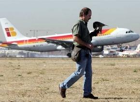 Halcones y otras aves son utilizadas para que no invadan el espacio aéreo de Barajas, Madrid