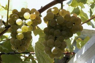 Microcosmos y una revolución pendiente.