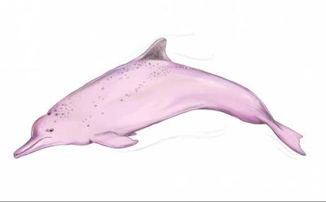 delfín rosado de Hong Kong