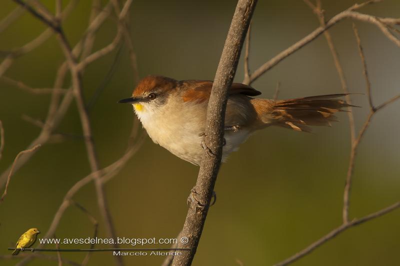 Curutié colorado (Yellow-throated Spinetail)