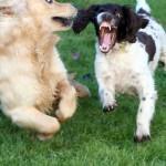 Problemas de conducta en perros perros peleandose