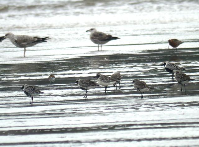 Correlimos tridáctilo anillado