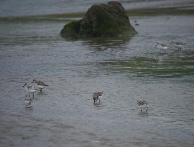 Correlimos tridáctilo anillado