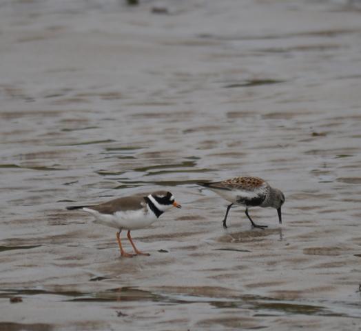 Correlimos tridáctilo anillado