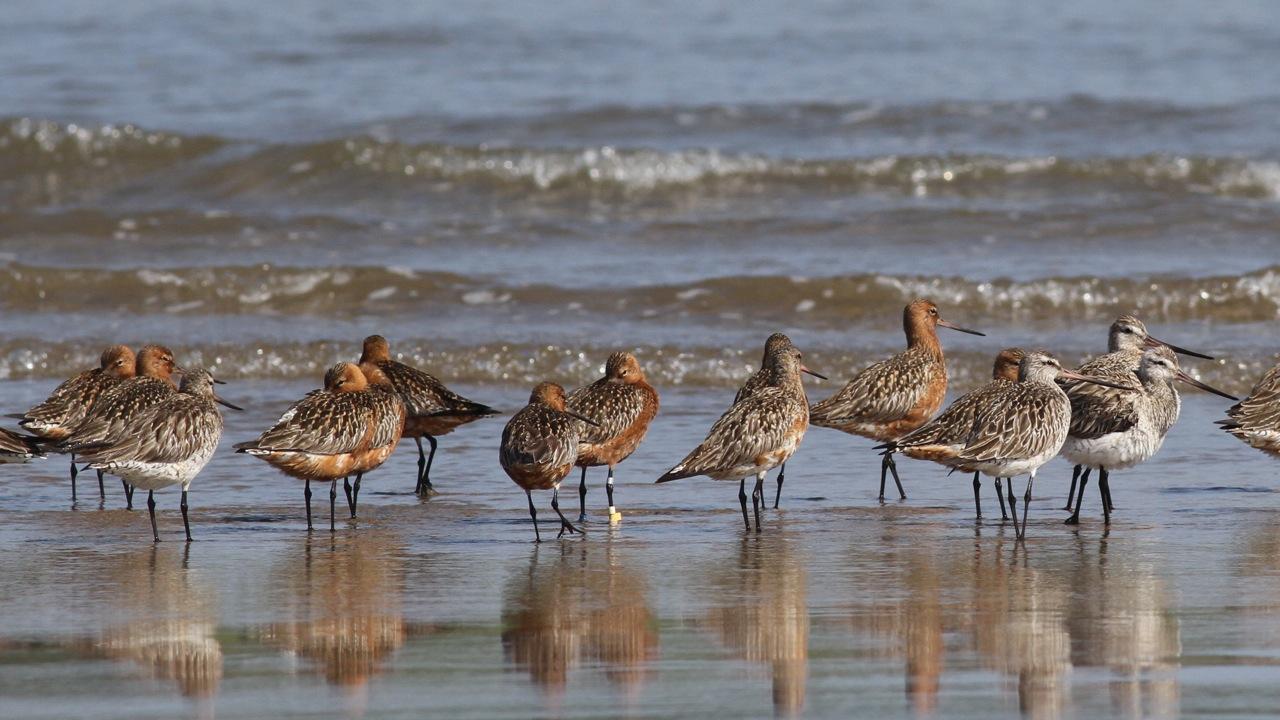 Correlimos tridáctilo anillado