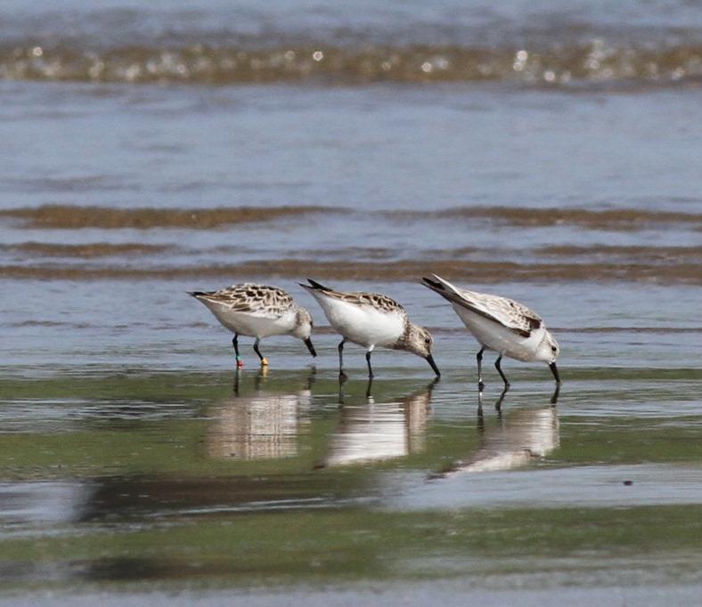 Correlimos tridáctilo anillado