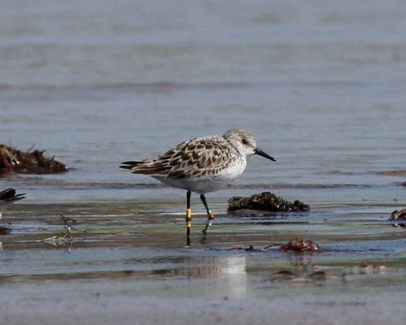 Correlimos tridáctilo anillado