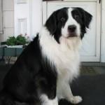 Un perro feliz, ¿cómo conseguirlo? perro feliz