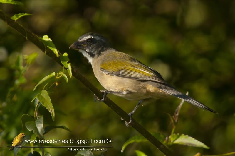 Pepitero verdoso (Green-winged Saltator)