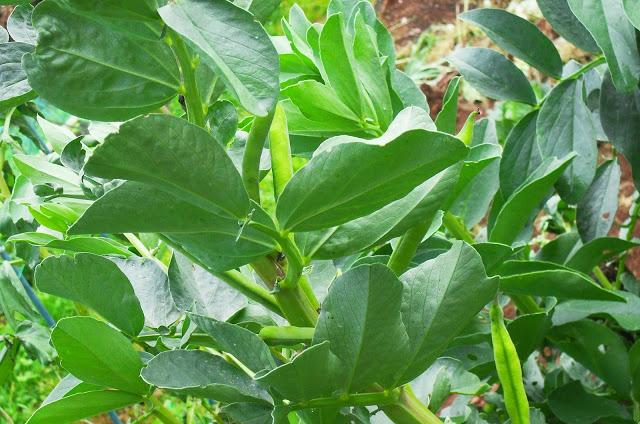 PRODUCTOS DE LA HUERTA.............................(Habas).-