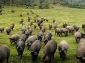 Cerdos raza española, ¿nos pasa como ellos?