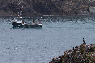 Los cormoranes que no verá mi hijo