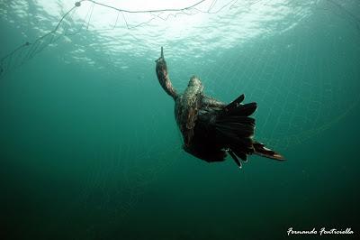 Los cormoranes que no verá mi hijo