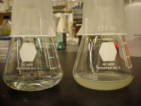 cultivo de bacterias superóxidantes en agua de mar cultivo de bacterias superóxidantes en agua de mar