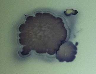 bacteria emite un tinte superoxidante bacteria emite un tinte superoxidante