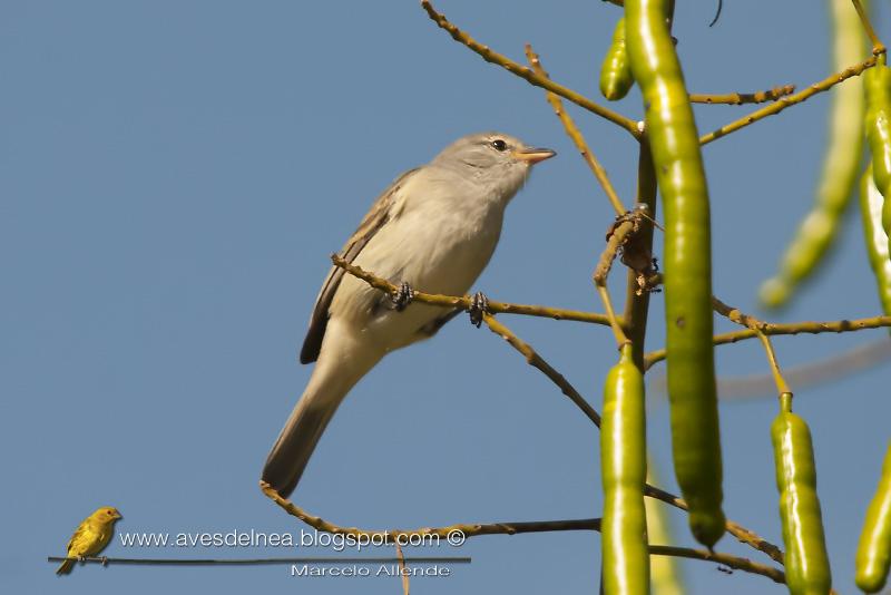 Piojito silbón (Southern beardless-Tyrannulet)